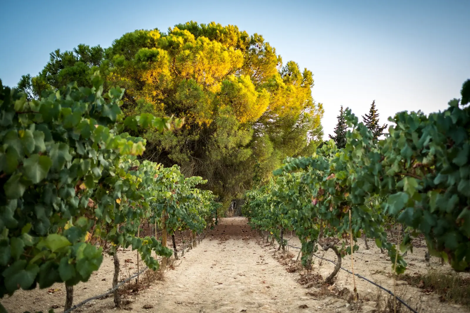 Finca Lo Pinos - Tintilla de Rota 2023 - Imagen 3